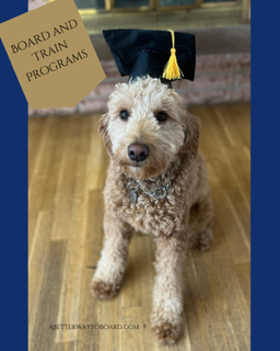 Dog Boarding and Puppy Board and Train Programs in South Denver